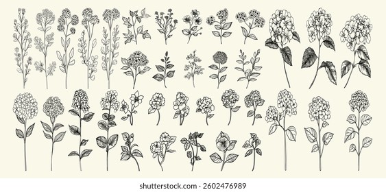 Vintage black line art of lantana flowers with feminine botanical floral branches, ideal for chic decor, wedding stationery, trendy branding, and greenery logos, floral design.