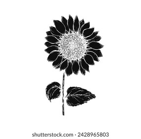 Vintage black textured vector block print technique sunflower with seeds. Hand drawn sketch linocut linocut illustration of sun flower for nordic botanical pattern design, greeting card, invitation