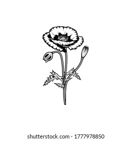 Vintage black and white blooming poppy flowers concept on white background isolated. Wild summer exotic leaf wildflower vector illustration.  poppy element Idea for business visit card, typography