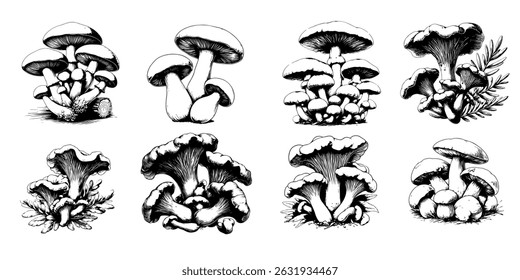 Vintage black and white botanical illustration of forest mushrooms with forest berries and forest plants. Hand drawn engraving style, high detail, stylized ink sketch, naturalistic aesthetic, isolated
