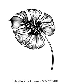 Vintage black and white tropical decorative leaf. Exotic luxury travel sign. Jungle symbol. Hotel logo. Classical botanical illustration of monstera. Philodendron. Vector.