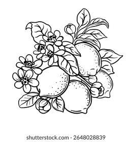 Vintage florescendo citrinos limão, desenhado à mão ilustração vetor
