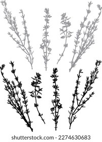 Vintage boho hand drawn thyme vector set. Sprig of organic herb garden thyme plant grown from seed with leaves. Chalkboard menu design accents for farm to table restaurant.