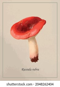 vintage book illustration mushroom russula rubra 