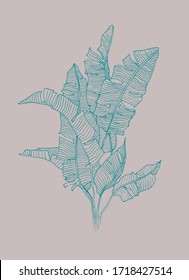 vintage botanical art. hand drawn tropical leaves illustration. vector banana bush drawing. line drawn leaves. leaf skeleton. 