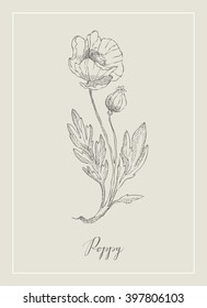 Vintage botanical detailed illustration flower poppy