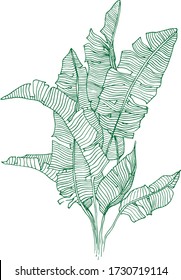 Vintage botanical drawing. Hand drawn banana leaves illustration. Line drawn banana bush.