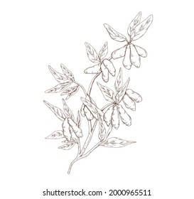 Vintage botanical drawing of honeysuckle branch with leaves and berries. Outlined engraving of Lonicera plant with fruits. Hand-drawn detailed vector illustration isolated on white background