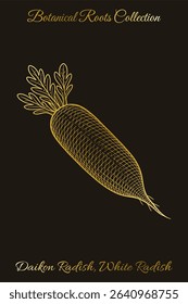Vintage botanical engraving of a daikon (white radish) root with leafy top. Great for packaging, education, apparel, t-shirt and tote bag printing. Editable vector from Botanical Roots Collection
