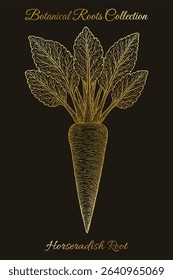 Vintage botanical engraving of a horseradish root with detailed leafy top. Great for packaging, education, apparel, t-shirt and tote bag printing. Editable vector from Botanical Roots Collection