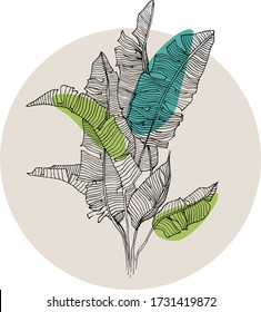 Vintage botanical illustration. Banana leaves design. Hand drawn vector tropical art. Set of tropical leaves.