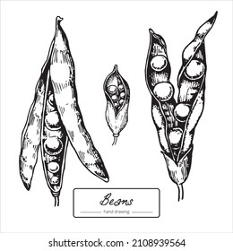 vintage botanical illustration, bean pod and dry fruit hand drawing