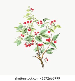 Vintage botanical illustration of a berry plant. Berry plant with red berries and green leaves. Detailed berry plant drawing with vibrant colors. Vintage plant vector element.