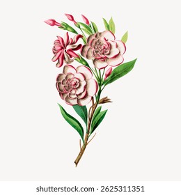 Ilustração botânica vintage de uma flor florescente com pétalas cor-de-rosa e folhas verdes. Desenho de flores detalhado, mostrando pétalas e folhas em estilo clássico. Vetor de ilustração de flor vintage.