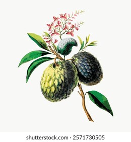 Vintage botanical illustration of cherimoya fruit. Cherimoya with leaves and flowers. Cherimoya fruit art with detailed botanical elements. Vintage botanical drawing art.