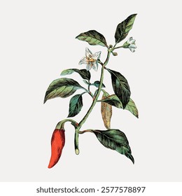 Vintage botanical illustration of a chili plant. Features a red chili pepper, green leaves, and a white flower. Detailed chili plant art, perfect for decor. Vintage art, isolated vector element.