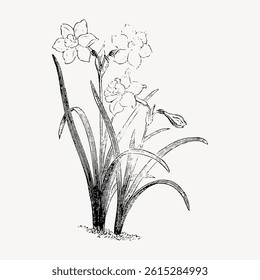 Vintage botanical illustration of daffodils. Detailed sketch of daffodil flowers, leaves, and stems. Classic daffodil drawing in black and white. Vintage flower illustration vector.