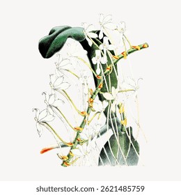 Vintage botanical illustration of a delicate orchid. The orchid's white flowers and green leaves are intricately detailed, showcasing the orchid's natural beauty. Vintage flower illustration vector.