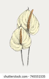 Vintage botanical illustration flower anthurium. Flower concept. Botanica concept. Vector design.