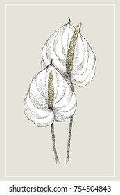 Vintage botanical illustration flower anthurium. Flower concept. Botanica concept. Vector design.