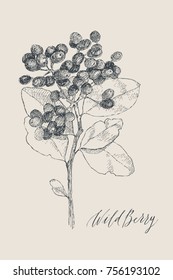 Vintage botanical illustration flower anthurium. Flower concept. Botanica concept. Vector design.