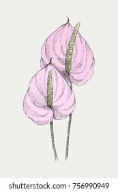 Vintage botanical illustration flower anthurium. Flower concept. Botanica concept. Vector design.
