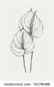 Vintage botanical illustration flower anthurium. Flower concept. Botanica concept. Vector design.