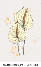 Vintage botanical illustration flower anthurium. Flower concept. Botanica concept. Vector design.