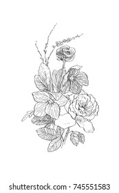 Vintage botanical illustration flower. Flower concept. Botanica concept. Vector design.