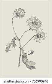 Vintage botanical illustration flower. Flower concept. Botanica concept. Vector design.