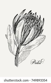 Vintage botanical illustration flower Protea. Flower concept. Botanica concept. Vector design.