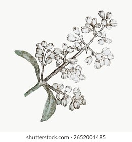 Vintage botanical illustration of a flowering plant. Detailed sketch of plant with flowers and leaves. Elegant plant for nature lovers and botanical enthusiasts. Vintage flower illustration vector.