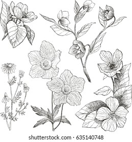 Vintage Botanical Illustration Flowers Set: เวกเตอร์สต็อก (ปลอดค่า ...