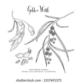 Vintage Botanical Illustration. Golden Wattle (Acacia pycnantha) flower and seed pods drawings. Black and white with line art on white backgrounds. floral clip art hand drawn group of isolate.