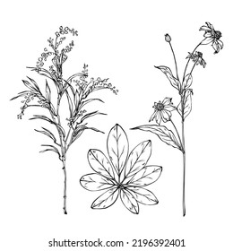 Vintage Botanical Illustration. Golden Wattle flower (Acacia pycnantha, Black-Eyed Susan) drawings. Black and white with line art on white backgrounds. floral clip art hand drawn group of isolate.