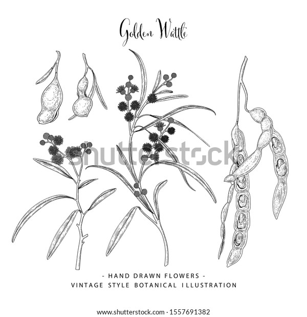 Vintage Botanical Illustration Golden Wattle Acacia Stock Vector ...