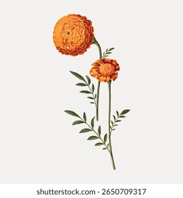 Vintage botanical illustration of orange marigold flowers. Detailed marigold petals and green leaves. Classic marigold design for floral enthusiasts. Vintage flower illustration vector.