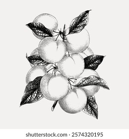 Vintage botanical illustration of oranges with detailed leaves. Black and white sketch of oranges, showcasing intricate leaf patterns and orange clusters. Vintage style art, isolated vector.