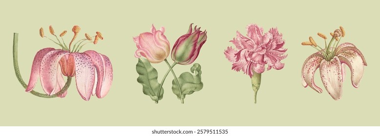 Vintage botanical illustration of pink flowers. Detailed pink petals and green leaves. Classic floral art with pink hues. Elegant pink flower designs. Vintage illustrations, isolated vector set.