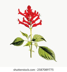 Vintage botanical illustration of a red flower with green leaves. Detailed flower drawing with vibrant red petals. Classic botanical art of a red flower. Vintage red flower vector.