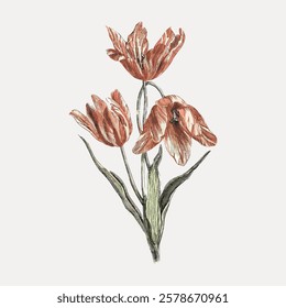 Vintage botanical illustration of red tulips. Detailed tulip petals and green leaves. Classic floral art showcasing tulips in elegant, timeless style. Vintage flower illustration isolated, vector.