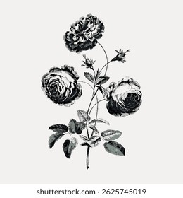 Vintage botanical illustration of a rose plant with three blooming roses and leaves. Black and white rose drawing with detailed petals and leaves. Vintage art illustration vector.