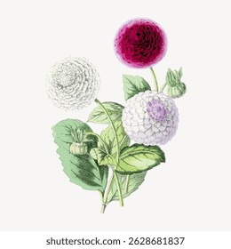 Ilustração botânica vintage de três dálias com pétalas detalhadas e folhas verdes. Apresenta um dahlia vermelho, branco e roxo claro em um fundo claro. Vetor de ilustração de flor vintage.