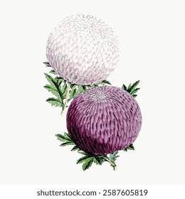 Vintage botanical illustration of two chrysanthemums. One white chrysanthemum, one purple chrysanthemum. Detailed chrysanthemum petals and green leaves. Vintage art illustration, vector.