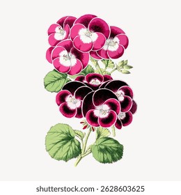 Vintage botanical illustration of vibrant pink and white flowers with lush green leaves. Detailed floral artwork showcasing pink flowers and green leaves. Vintage flower illustration vector. 