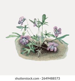 Ilustração botânica vintage de uma planta violeta. Flores violetas detalhadas com folhas verdes. Arte violeta clássica para entusiastas da natureza e amantes botânicos. Vetor de ilustração de flor vintage.
