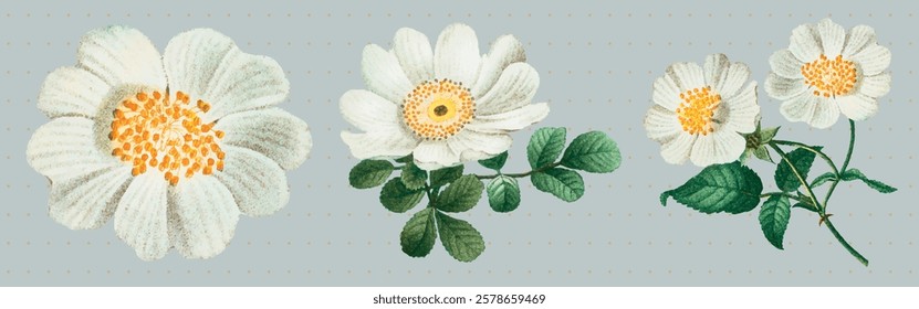 Vintage botanical illustration of white flowers with green leaves. Detailed flower petals and leaves. Classic floral art with delicate white flowers. Spring flower illustrations, isolated vector set.