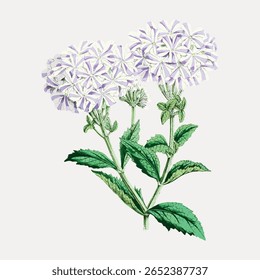 Vintage botanical illustration of white and purple flowers. Detailed floral design with green leaves. Classic botanical art, perfect for nature-themed decor. Vintage flower illustration vector.