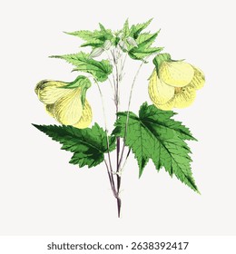 Vintage botanical illustration of a yellow flower with green leaves. Detailed flower drawing with delicate petals. Classic botanical art of a yellow flower. Vintage flower illustration vector.