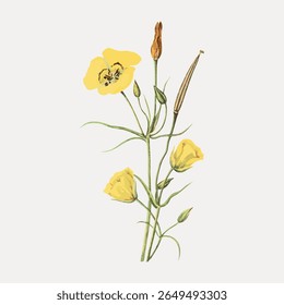 Ilustração botânica vintage de uma flor amarela. Detalhado desenho de flores com pétalas amarelas. Design floral elegante, perfeito para projetos de natureza temática. Vetor de ilustração de flor vintage.